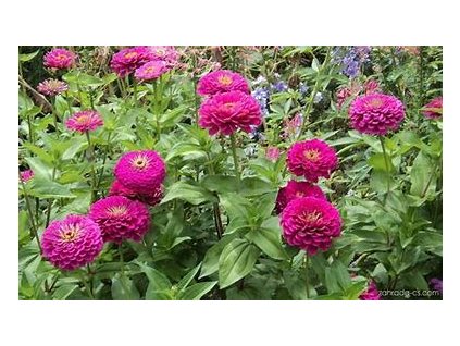 67437 ostalka peppermint zinnia elegans