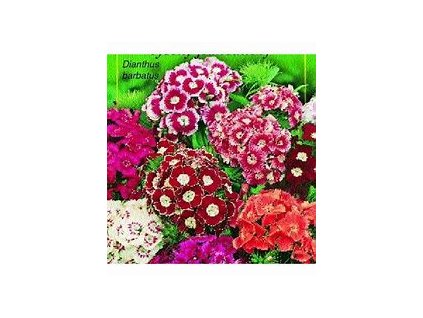 67443 hvozdik jednoduchy dianthus barb