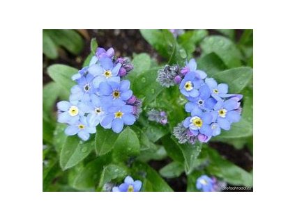67446 pomnenka lesni myosotis sylvatica
