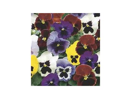 67449 maceska svycarska jednoducha