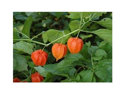 67464 mochyne zidovska tresen physalis alkekengi