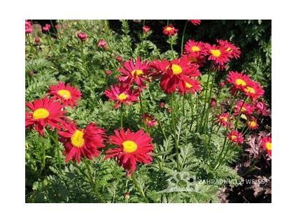 67467 kopretina sarlatova tanacetum coccineum