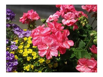 67470 pelargonie paskata