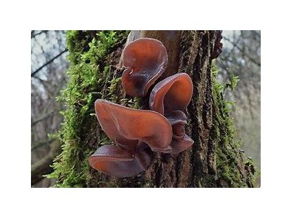 67473 jidasovo ucho auricularie