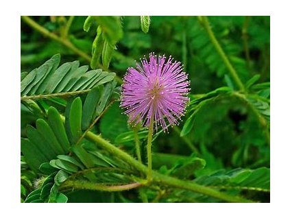 67479 mimosa pudica citlivka