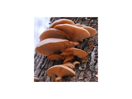 67482 hliva ruzova plerotus djam