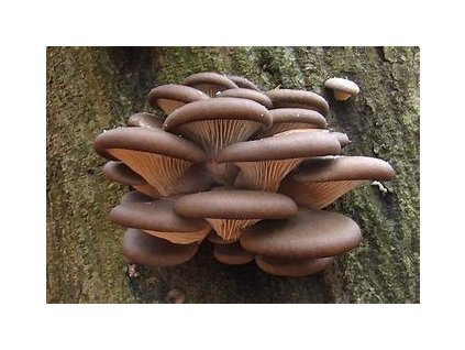 67485 hliva ustricna