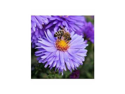 67491 medonosne kvety pro vcely