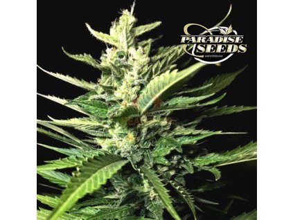 67557 paradise seeds auto kong 4 feminized autoflowering