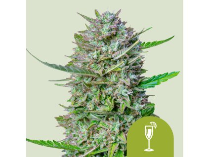 67560 royal queen seeds mimosa automatic feminized autoflowering