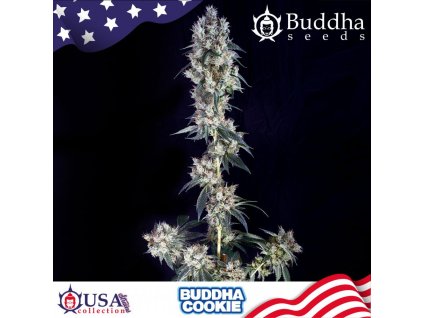 Buddha Seeds Cookie Auto,autoflowering feminized (Balení 10 ks)