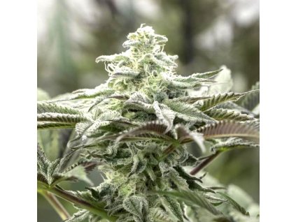 67584 humboldt seeds organization lemon citron feminized