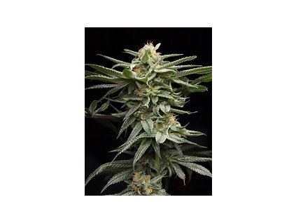 67587 humboldt seeds organization lingerie feminized