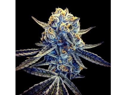 67593 dna genetics tangieland regular