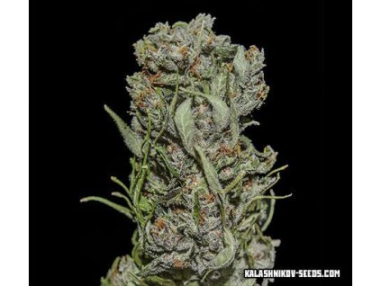 67599 kalashnikov seeds white critical express feminized fast