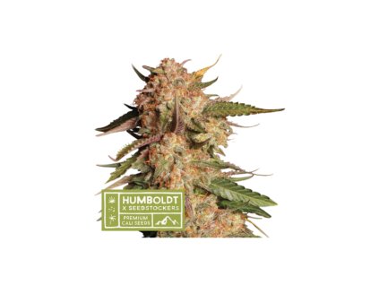67608 seedstockers x humboldt blue moby auto feminized autoflowering