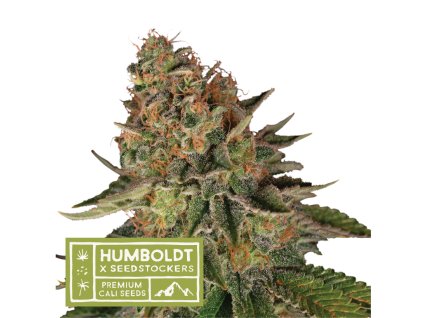 67611 seedstockers x humboldt blue moby regular