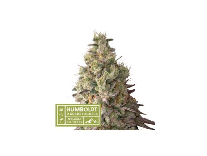 67617 seedstockers x humboldt mack and crack auto feminized autoflowering