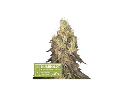 67620 seedstockers x humboldt mack and crack regular