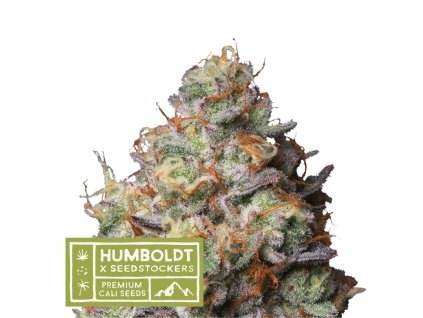 67623 seedstockers x humboldt panty punch regular