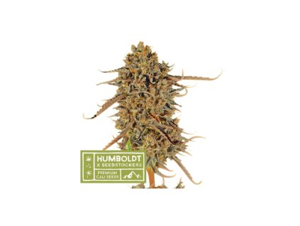 67626 seedstockers x humboldt thunder banana feminized