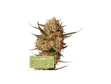 67632 seedstockers x humboldt thunder banana regular