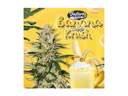 67638 t h seeds 710 limited pack banana candy krush feminized