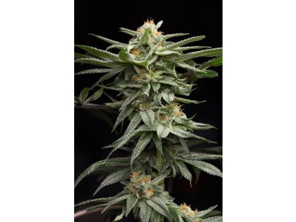 67671 humboldt seeds organization lingerie feminized