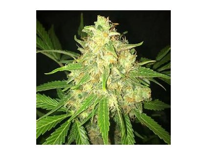 67674 seedstockers moby dick feminized