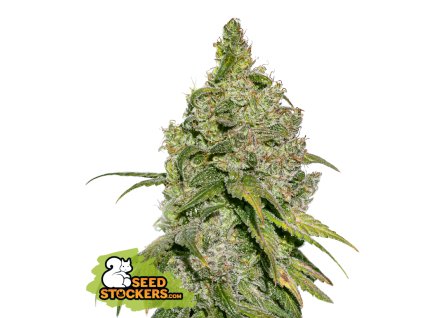 67677 seedstockers do si dos feminized