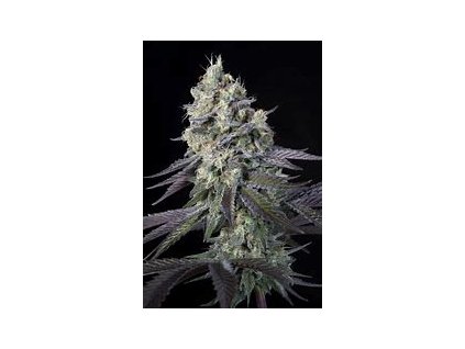 67680 paradise seeds purple mints feminized