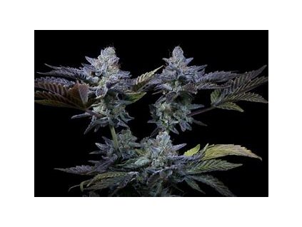 67689 paradise seeds sweetopia feminized