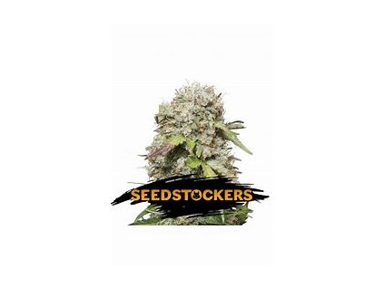 67707 seedstockers jack herer auto feminized autoflowering