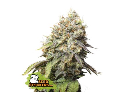 67713 seedstockers bruce banner feminized