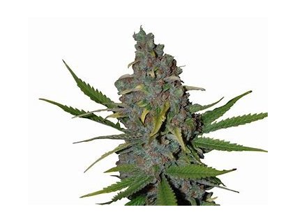 67716 seedstockers gelato fast velke baleni feminized fast