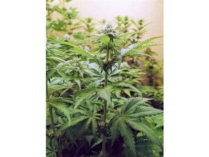 67719 seedstockers cookies and cream fast velke baleni feminized fast