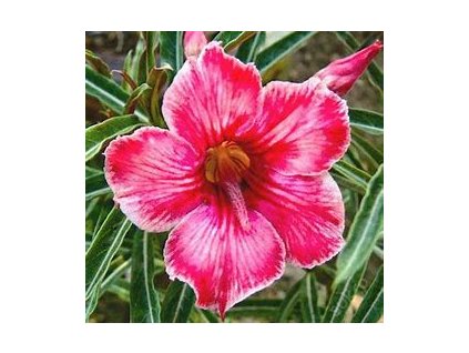 67722 poustni ruze adenium obesum hunter 5ks