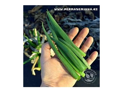 67725 permaseminka cibule zimni secka satschen 50ks