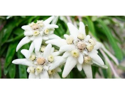 67740 protez alpska zmrzla stribrna hvezda 500ks