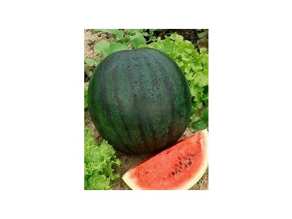 67755 permaseminka meloun vodni sugar baby 10ks