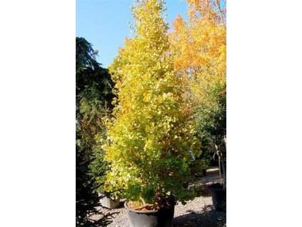 67764 jinan dvoulalocny ginkgo biloba 2ks