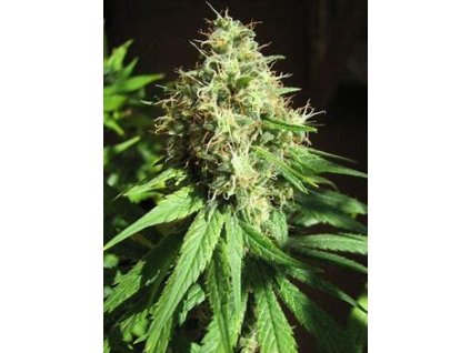 67776 cbd crew cbd ghandi feminized 5ks