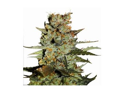 67791 growshop seeds auto blueberry 5ks feminizovana a autoflowering