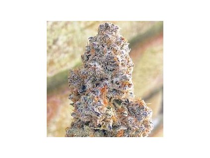 67833 growshop seeds black dominator 5ks feminizovana