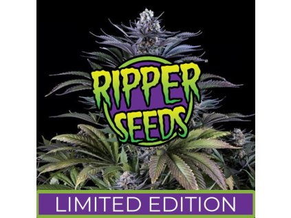 67854 ripper seeds limited 1a feminized