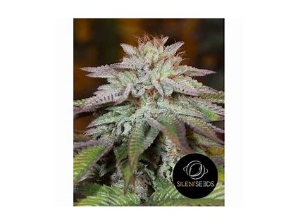 67884 silent seeds l a vanilla cake auto autoflowering feminized