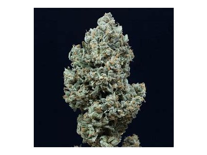 67893 silent seeds critical 2 0 auto autoflowering feminized