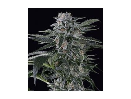 Silent Seeds, Moby Dick Auto, autoflowering feminized (Balení 10 ks)