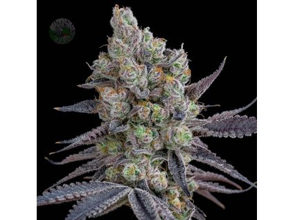 68085 silent seeds by sherbinskis acai jelly feminized