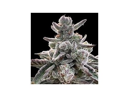 68100 silent seeds by sherbinskis polar gelato feminized